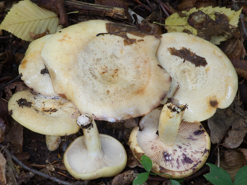 Lactarius flavidus